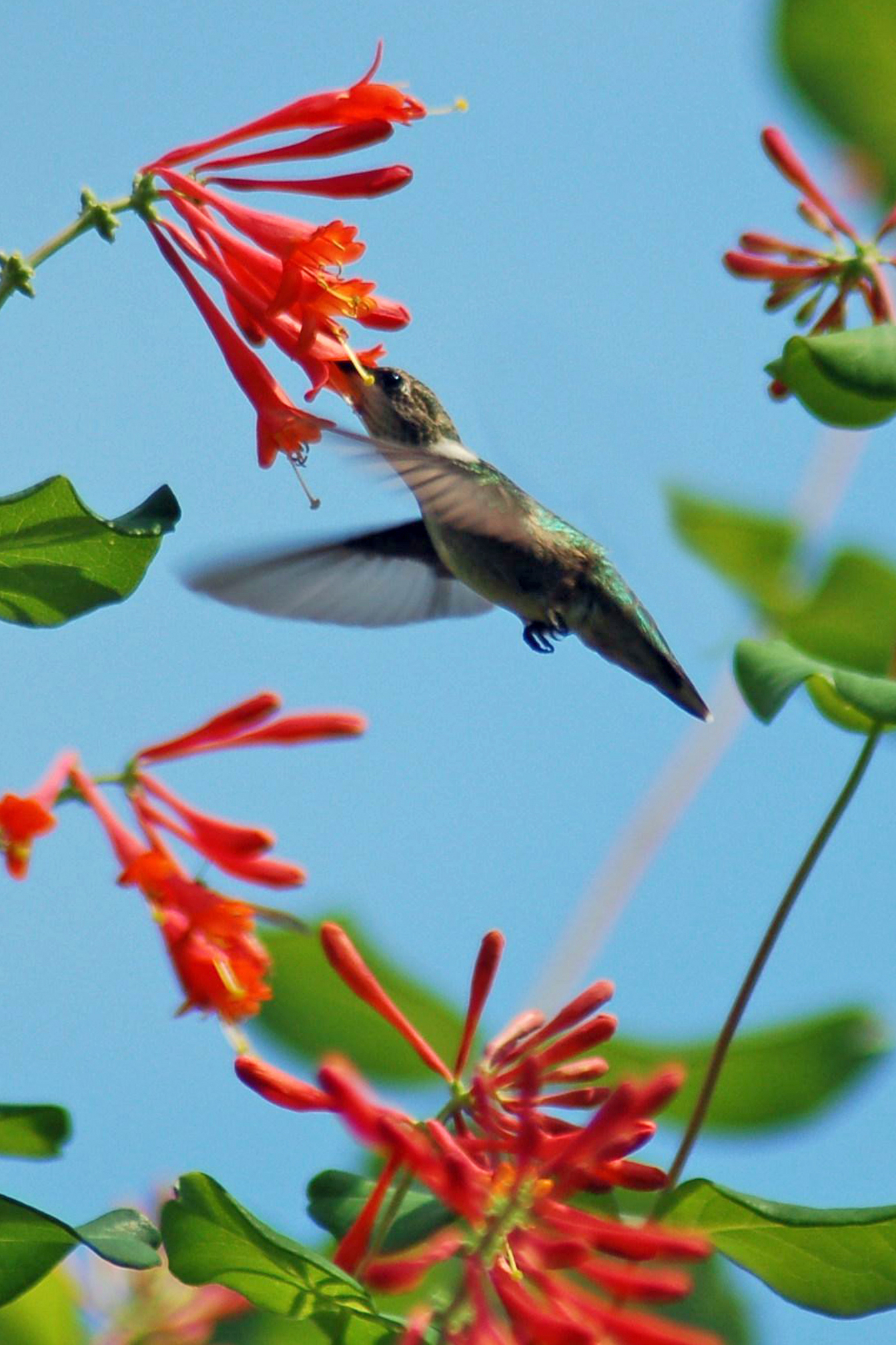 DSC_0055 copyupsize - Copy beverly Meyer